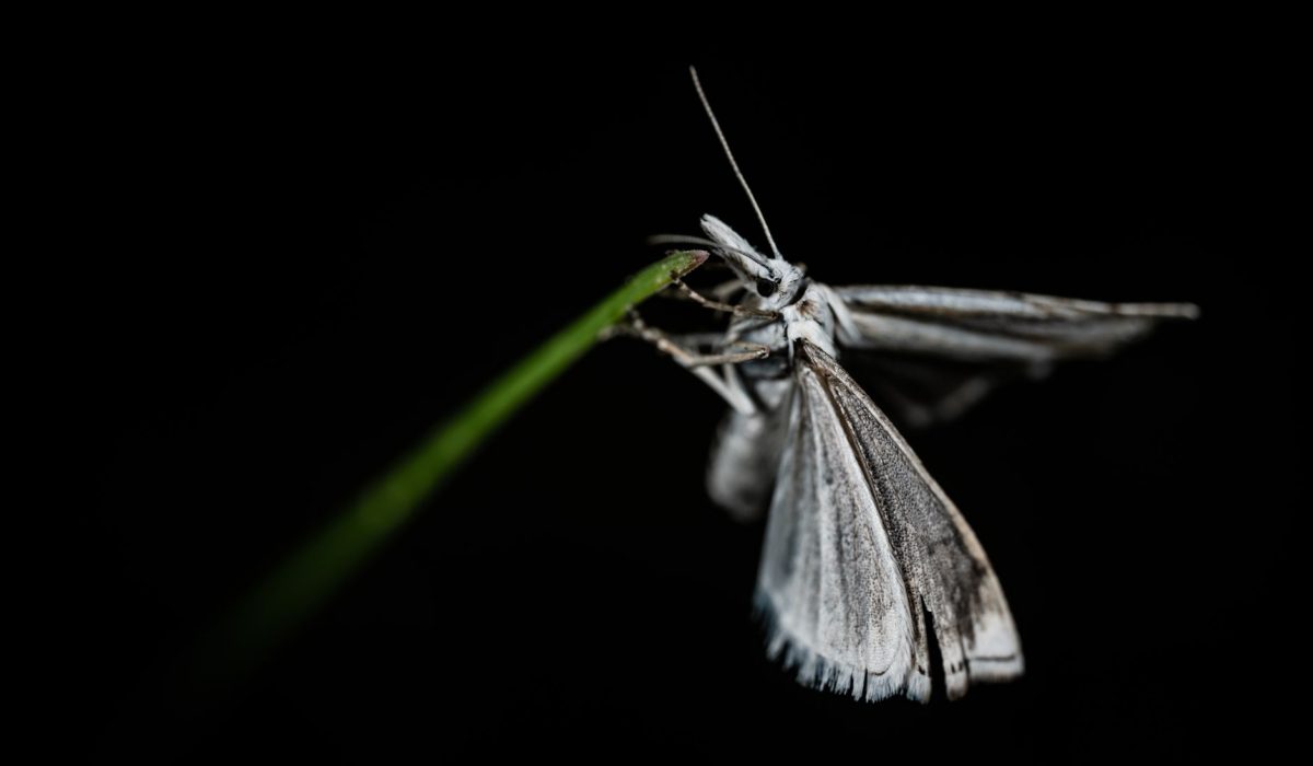 A white moth against a dark background