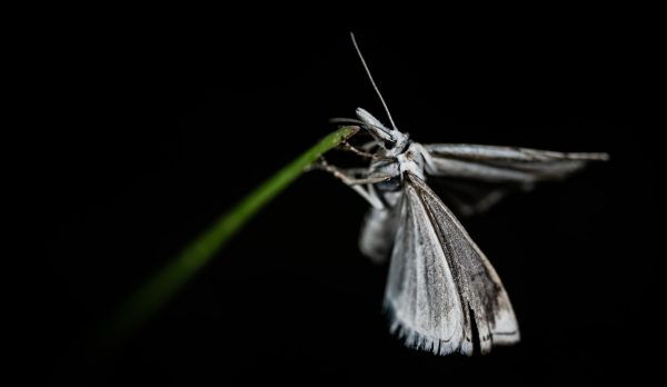 A white moth against a dark background