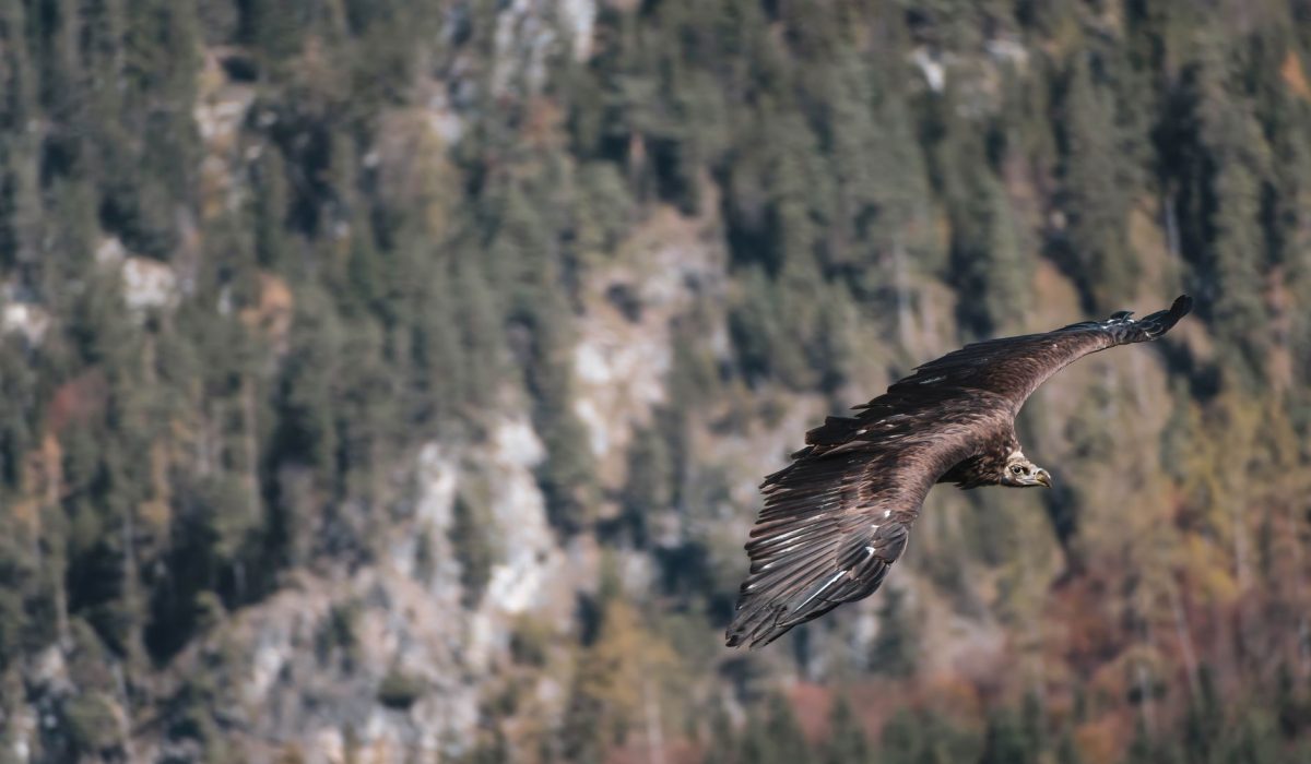 A golden eagle flying over a mountain forest