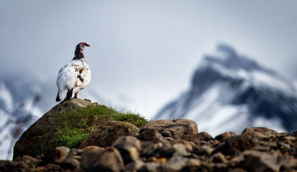 A rock ptarmigan perched on a rock, unbothered