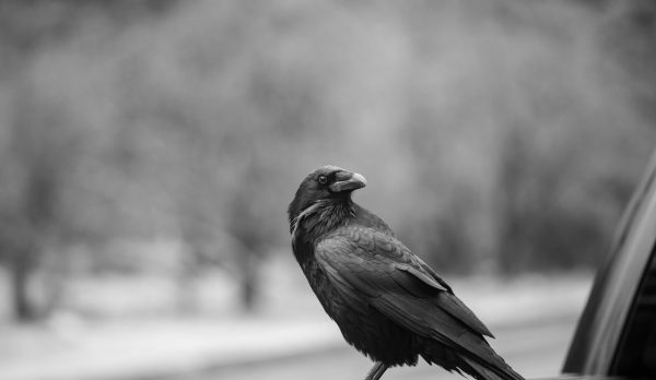 A raven perched on a car