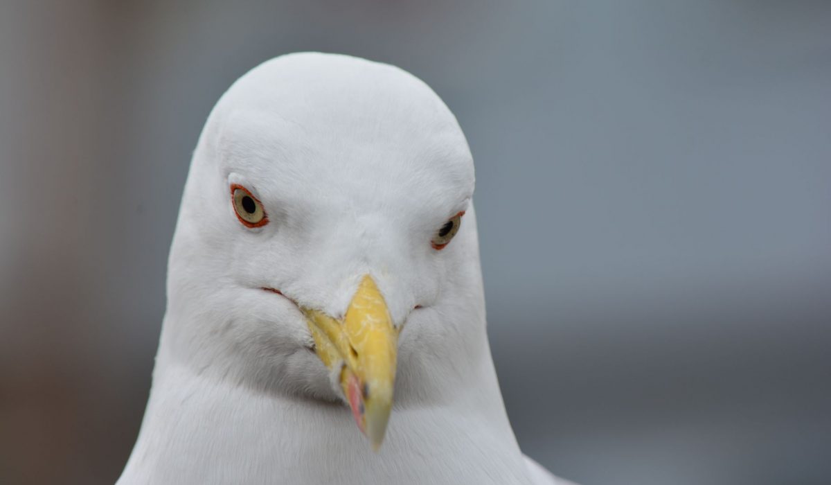 A close-up of a gull with an intense stare