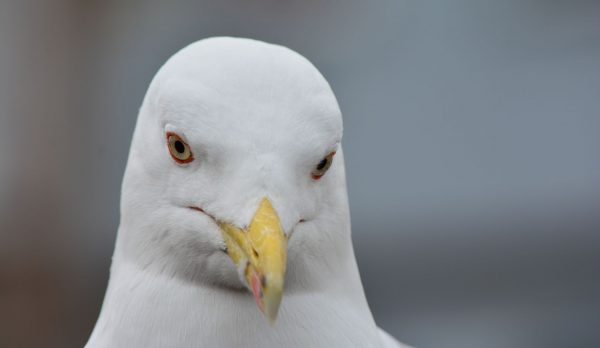 A close-up of a gull with an intense stare