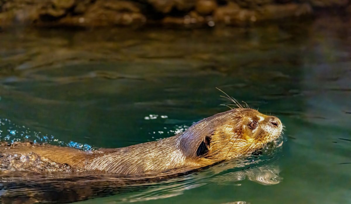 An otter swimming in clear water
