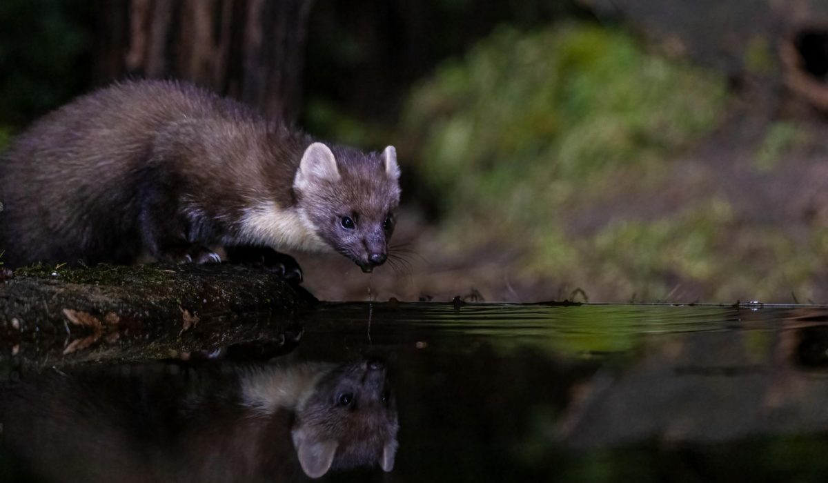 A pine marten drinking from a forest pond at night
