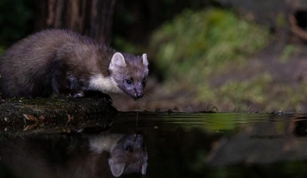 A pine marten drinking from a forest pond at night