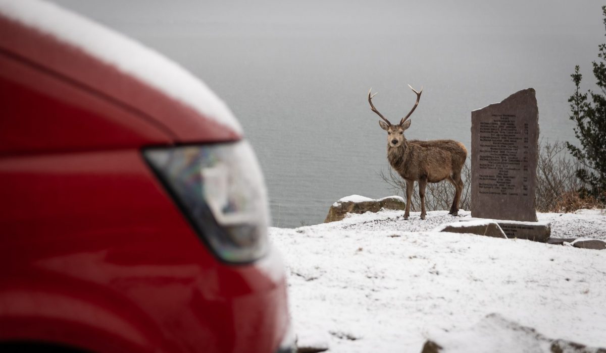 A deer standing beside a parked car