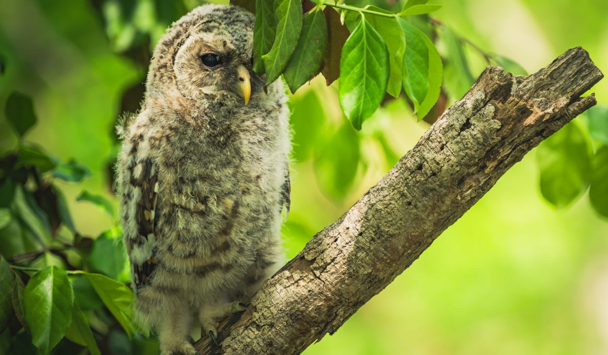 A tawny owl on a branch among green leaves in daylight