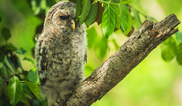 A tawny owl on a branch among green leaves in daylight