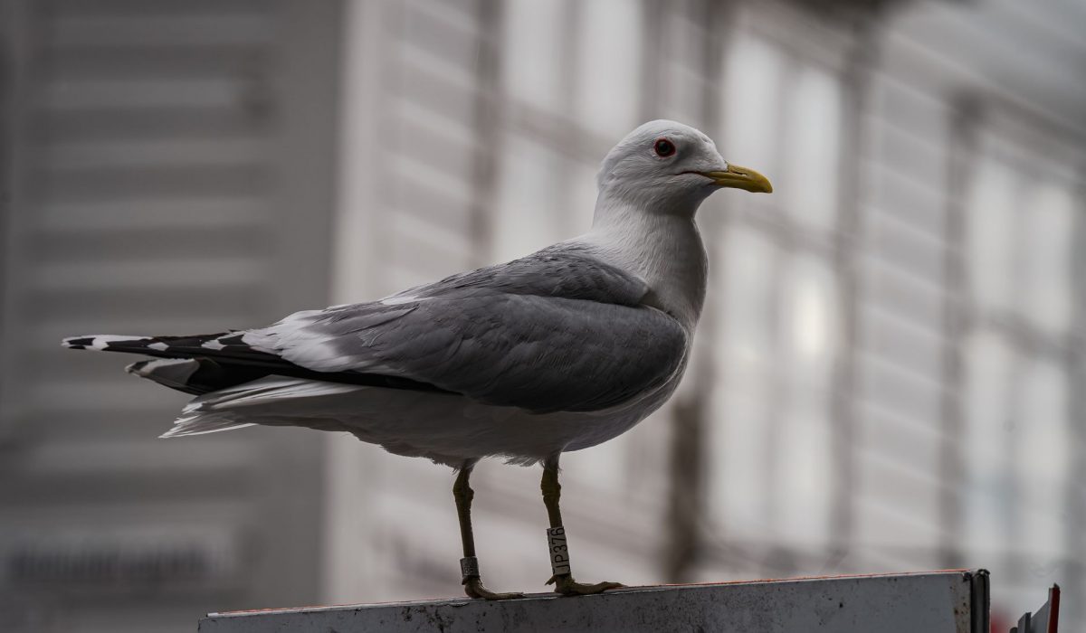 Close-up of a seagull perched on an urban sign, showcasing city architecture background