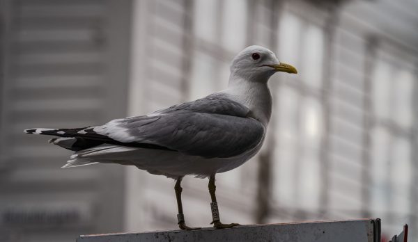 Close-up of a seagull perched on an urban sign, showcasing city architecture background