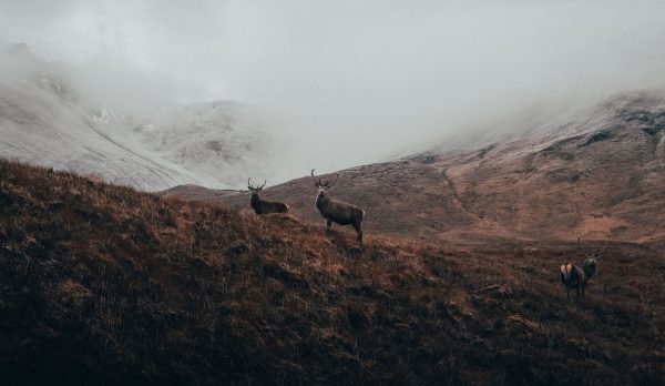Majestic deer in the misty and rugged Scottish Highlands landscape