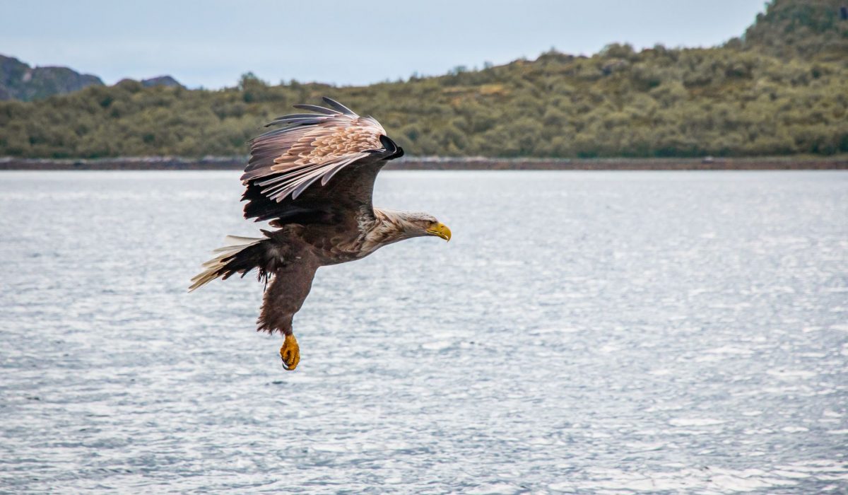 A white-tailed eagle soars above the waters of Nordland, Norway, capturing the essence of