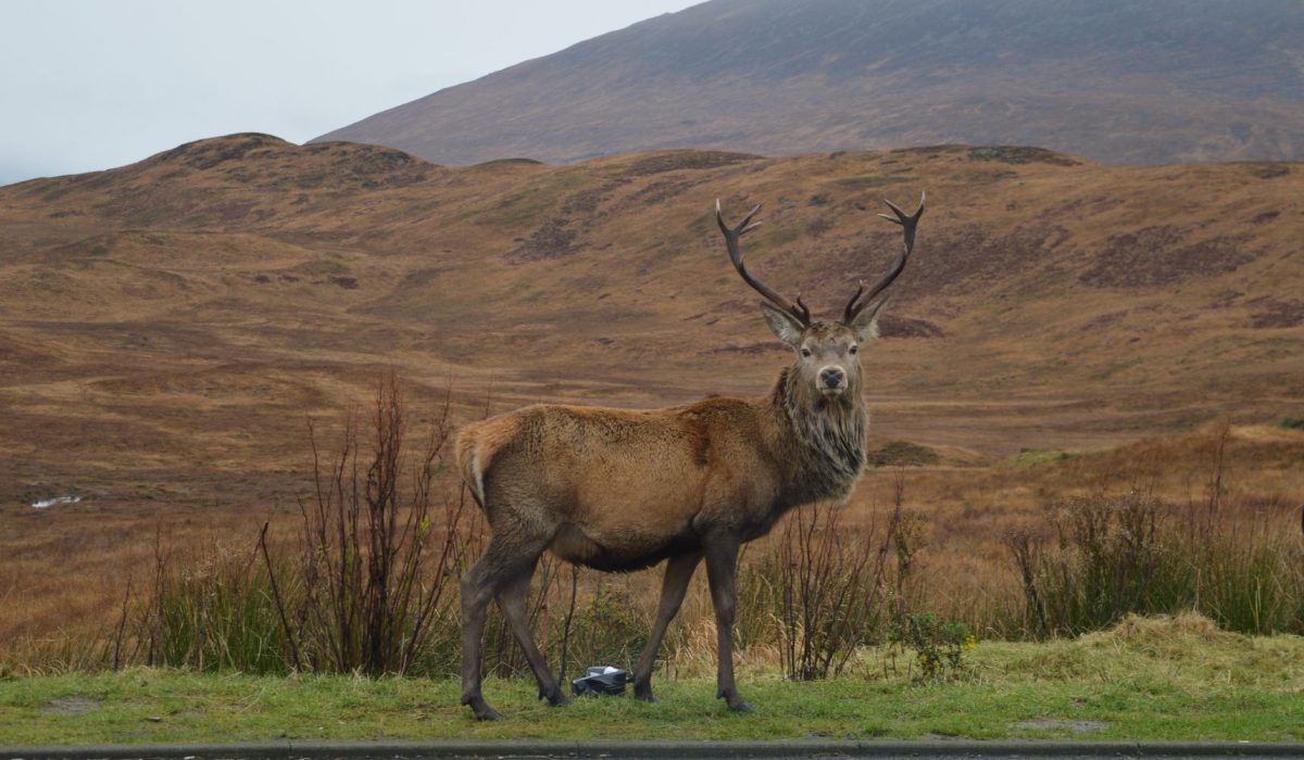 A red deer in the Scottish Highlands on an overcast day