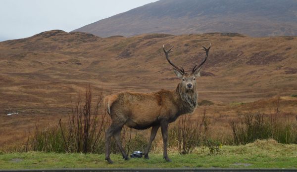 A red deer in the Scottish Highlands on an overcast day